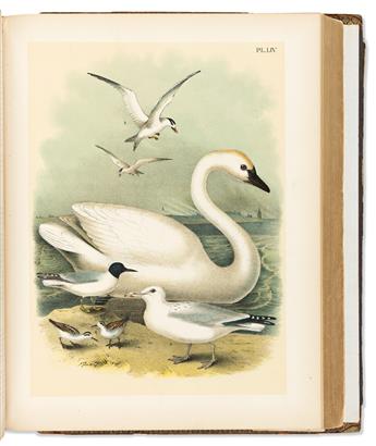 (BIRDS.) Jacob Studer; and Theodore Jasper. Studers Popular Ornithology. The Birds of North America.